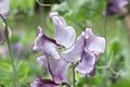 Sweet pea Lathyrus odoratus, white-purple flowers